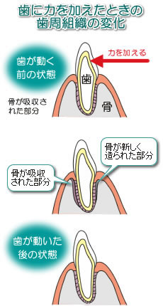 歯の動く仕組み 歯の動く仕組み